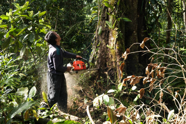 The Steps Involved in Our Tree Care Process in Rocky Point, WA